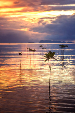 Beautiful bright sunset in the tropical sea shore. Mangrove tree