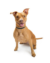 Happy and smiling friendly Pit Bull crossbreed dog sitting over white