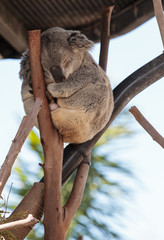 Koala bear Phascolarctos cinereus © SailingAway