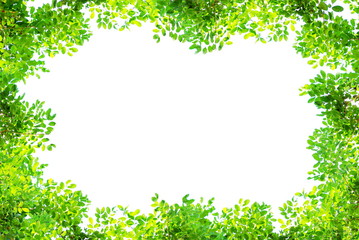 Green tree branch border isolated on a white background 