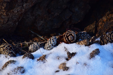 木の根元の松ぼっくりに雪