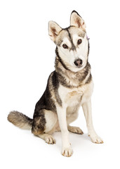 Naklejka na ściany i meble Husky Crossbreed Dog with Attentive Expression