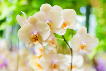 Naklejka na ściany i meble White Cream Orchid