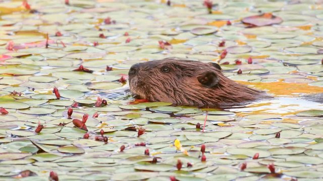 Wild North American Beaver feeds on aquatic plants in a pond in the Pacific Northwest.