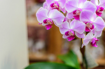 Pink Violet Orchid
