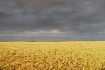 paisajes de Campo en la pampa humeda, argentina