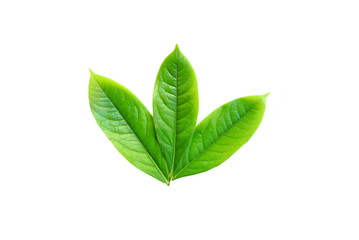 green leaf isolated on a white background 