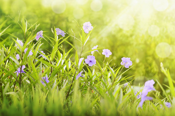 Purple flower between green grass with sunlight