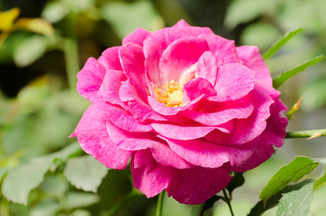 Obraz premium Pink rose flower blossom in a garden