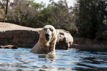 Polar bear known as Ursus maritimus
