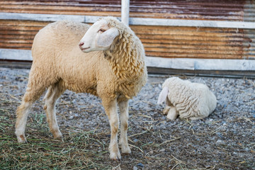 Naklejka premium Sheep farming. 