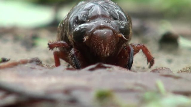 cicada in the ground-Dan