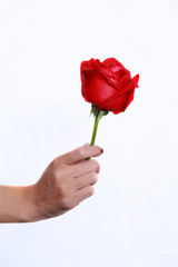 Woman hands with red rose. Space for text. Concept Valentines Day art design.