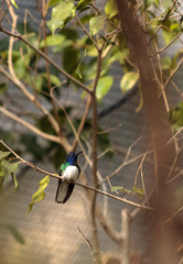 White necked Jacobin