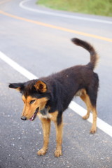 dog in Thailand