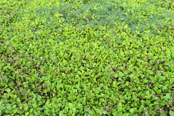 water hyacinth in Rayong, Thailand