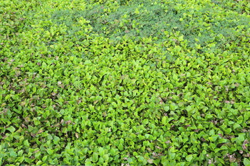 water hyacinth in Rayong, Thailand