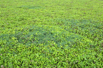 Fototapeta na wymiar water hyacinth in Rayong, Thailand