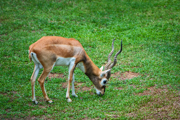 springbok