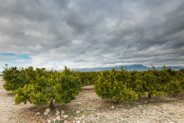 Fototapeta na wymiar Orange trees orchand in rural region of Valencia, Spain
