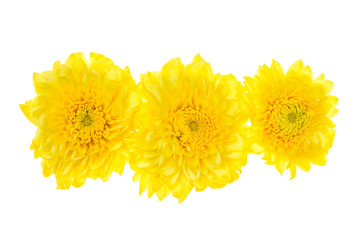 Yellow flowers isolated on white background