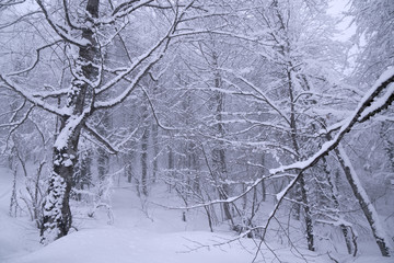 Snowy forest on North slope Aibga Ridge Western Caucasus