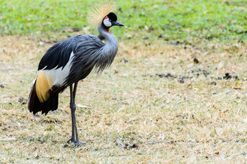 Grey crowned crane.