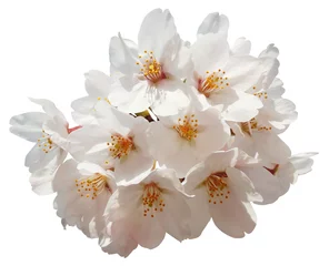 Crédence de cuisine en verre imprimé Fleur de cerisier 満開の桜切抜き