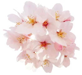 Zelfklevend Fotobehang Kersenbloesem Sakura-uitsparing in volle bloei