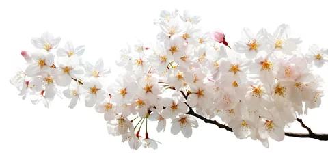Deurstickers Kersenbloesem Sakura-uitsparing in volle bloei