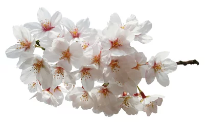 Abwaschbare Fototapete Kirschblüte 満開の桜切抜き