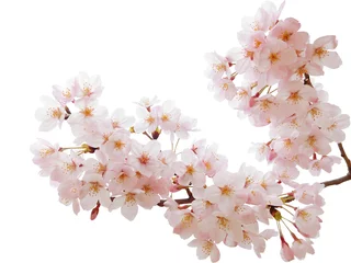 Abwaschbare Fototapete Kirschblüte Sakura-Ausschnitt in voller Blüte