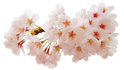 Sakura-uitsparing in volle bloei