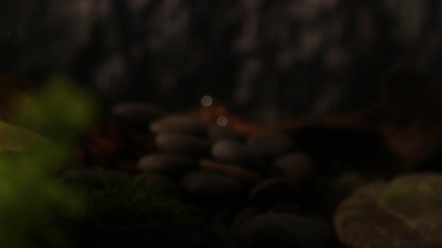 axolote swimming in the water-Dan