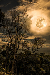 Silhouettes of dry tree against sky and beautiful full moon. Outdoors at nighttime.