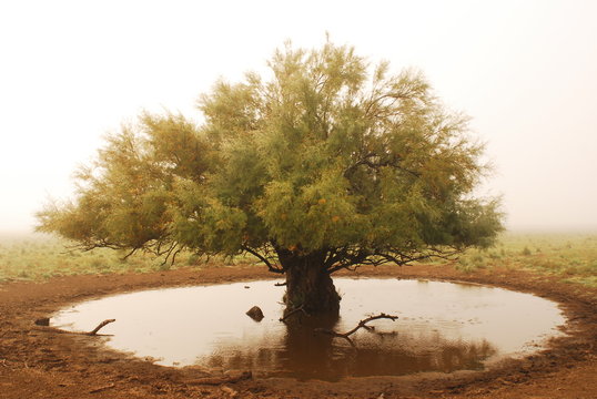 Arbol de Tamarisco en Guamini, Argentina