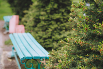 Spruce in the Park, the background is blue bench.