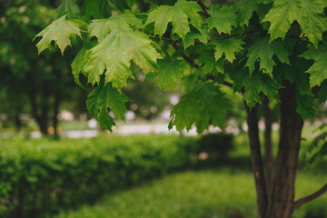 Maple in the Park. Closeup of maple leaves.