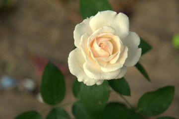 Beautiful of flowers