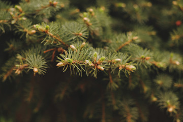 Spruce with cones close up.