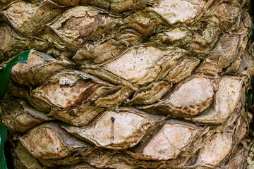 Bark of palm tree
