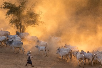 Burmese shepherdess in dust