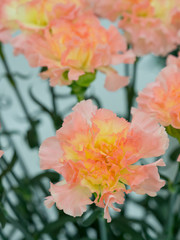 カーネーション