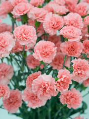 カーネーション