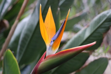 Bird of Paradise