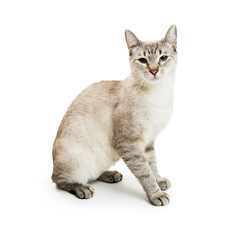 White Siamese Mixed Breed Cat