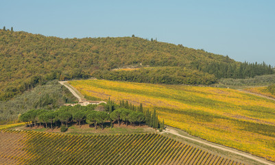 Fototapeta na wymiar Scenic view on vineyards in Tuscany