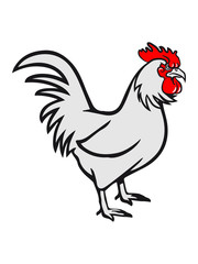 Rooster evil