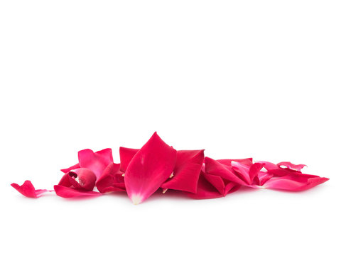 Pile of petals rose on white background