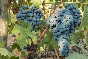 Wine grapes in a vineyard before autumn harvest